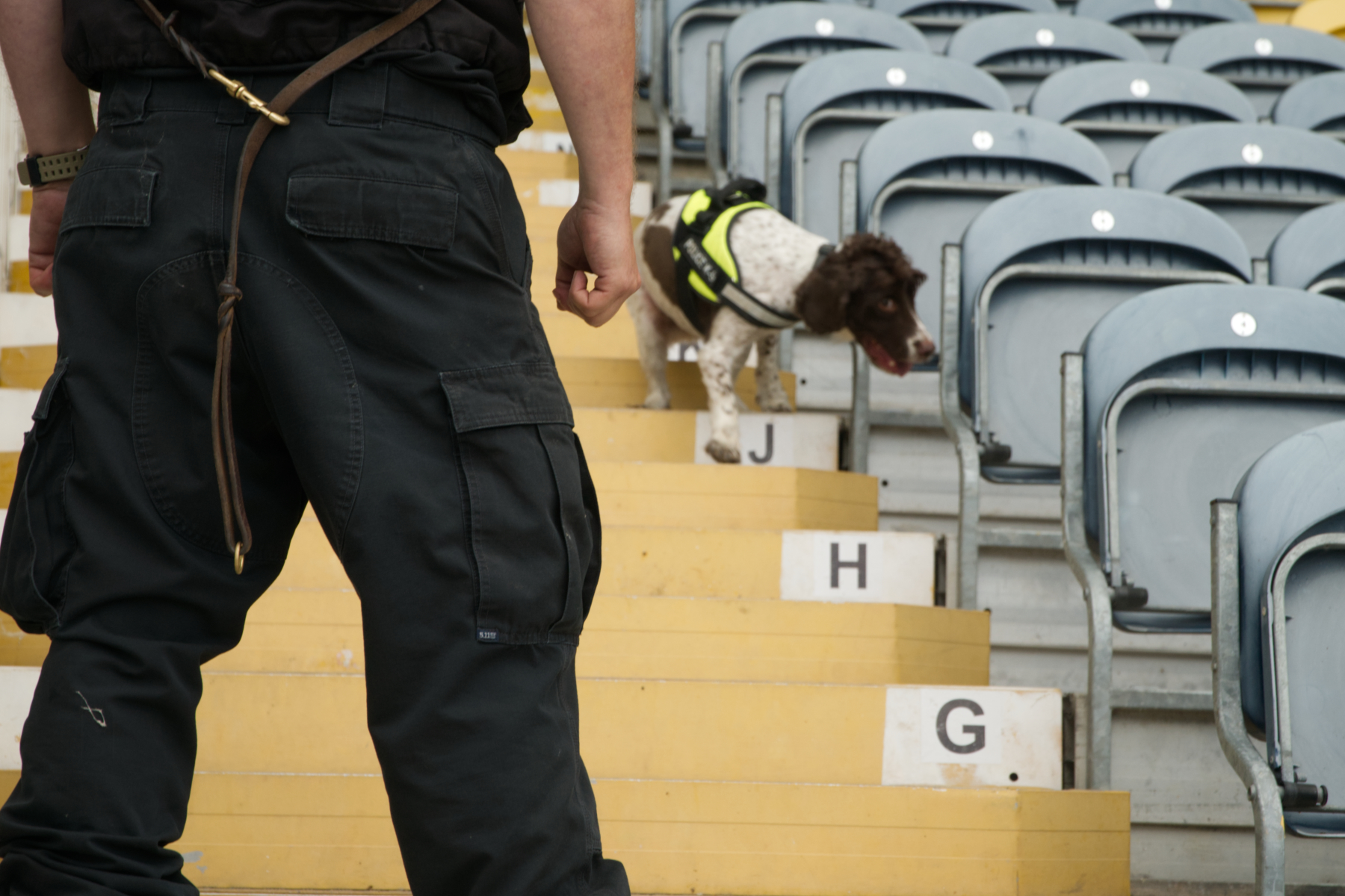 Explosive Detection Dogs