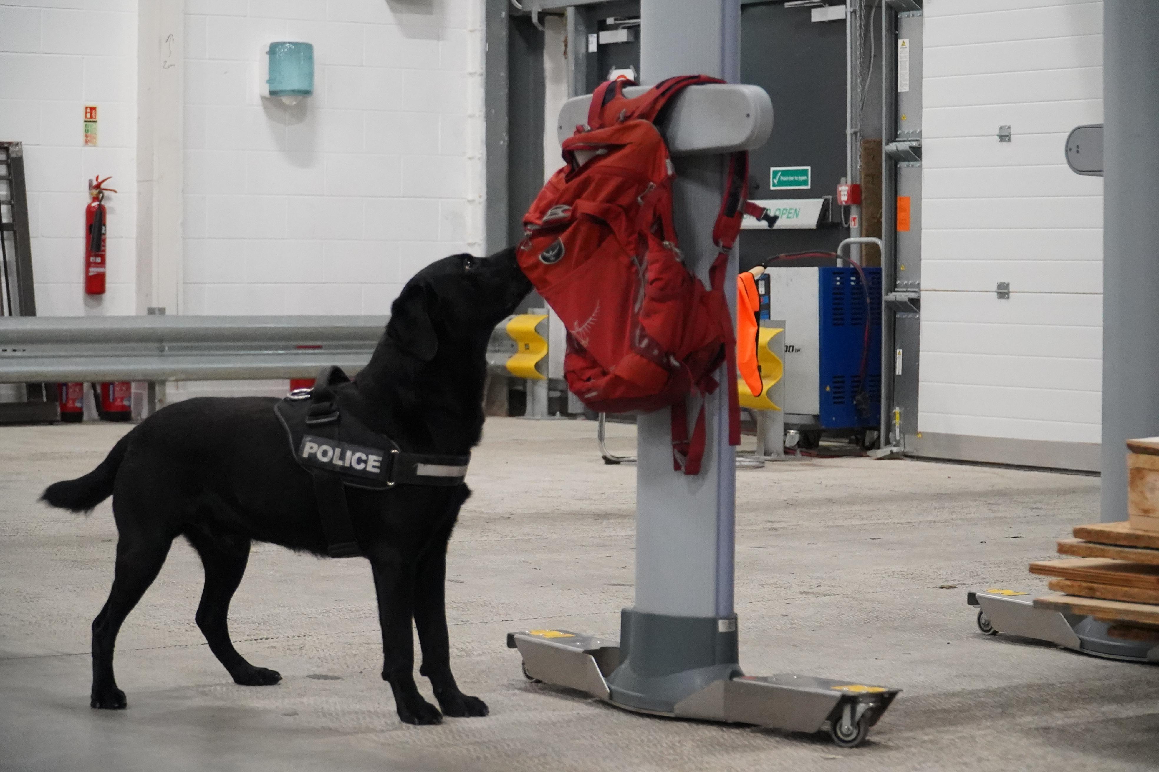 Dog detecting bag