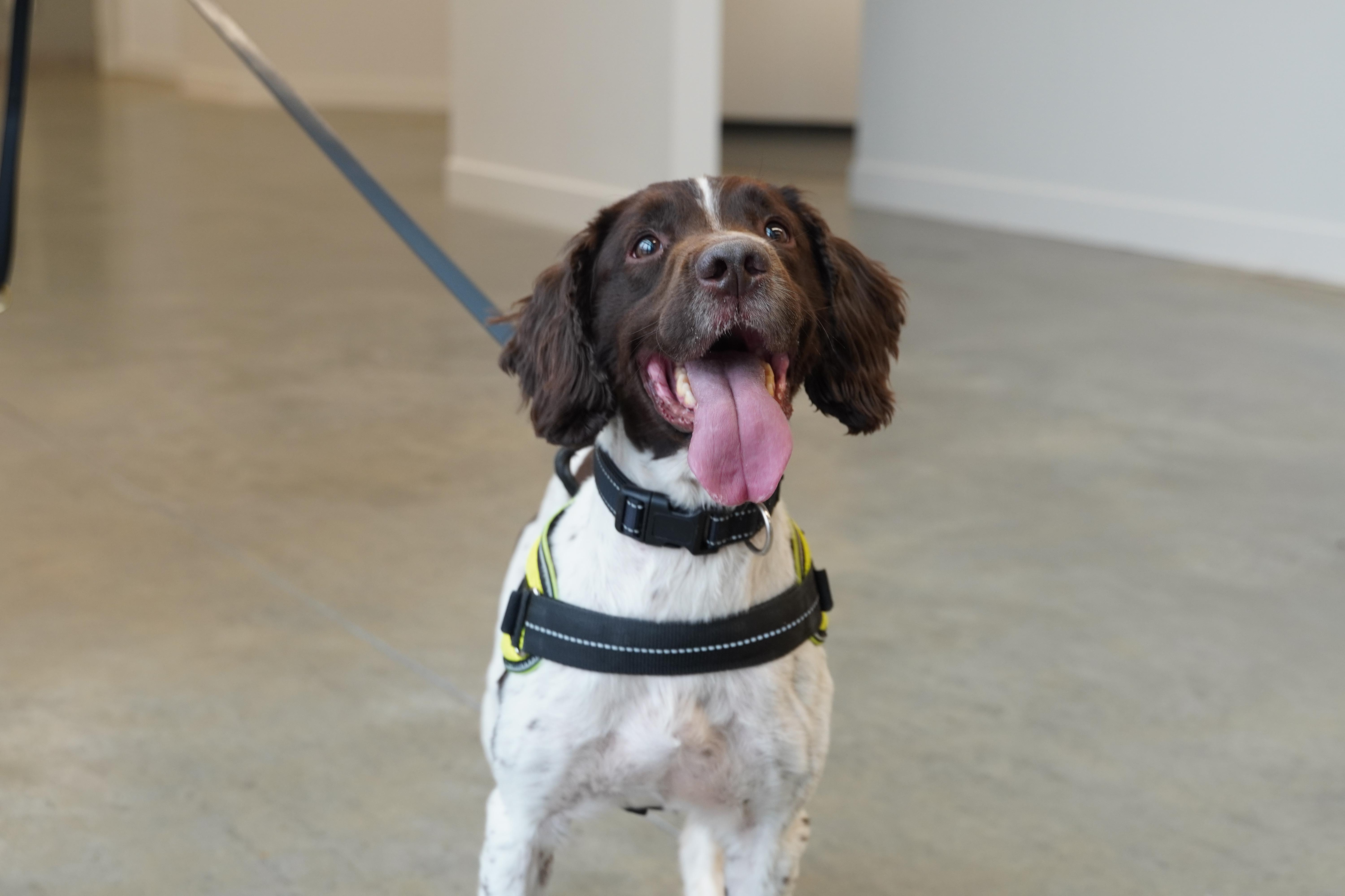 English Springer Spaniel
